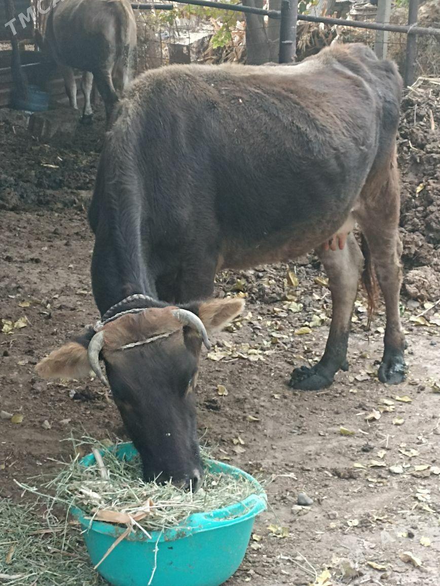 Sygyr sagylyan - Ýaşlyk - img 2