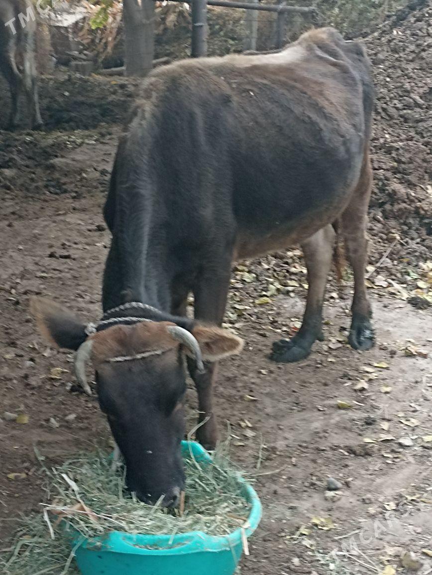 Sygyr sagylyan - Ýaşlyk - img 3