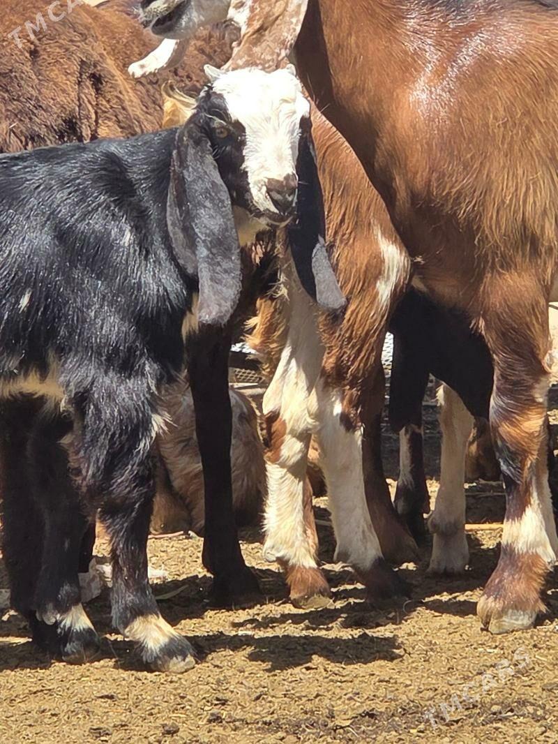 Pakistan teke - Aşgabat - img 5