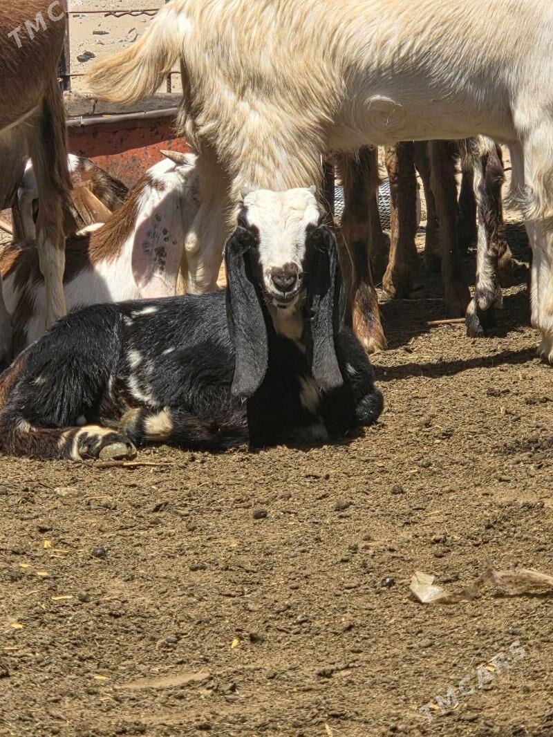 Pakistan teke - Aşgabat - img 1