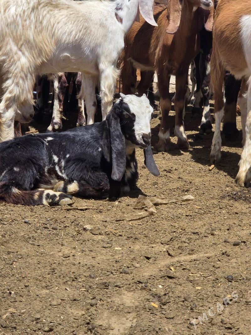 Pakistan teke - Aşgabat - img 2