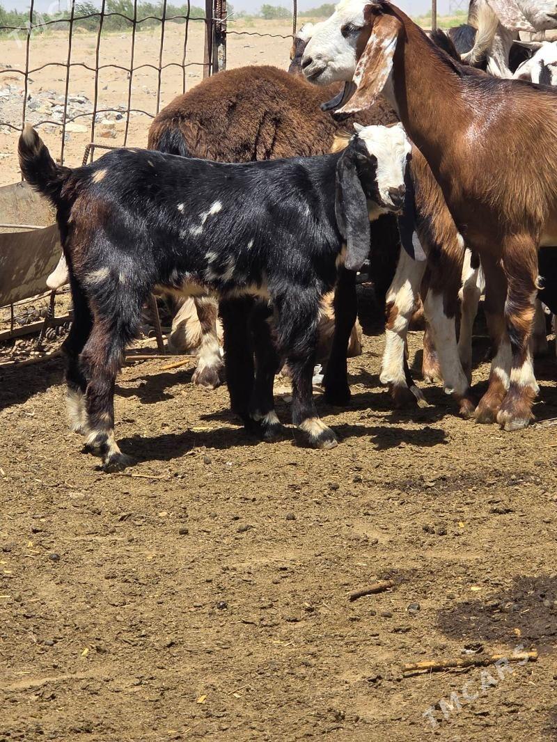 Pakistan teke - Aşgabat - img 4