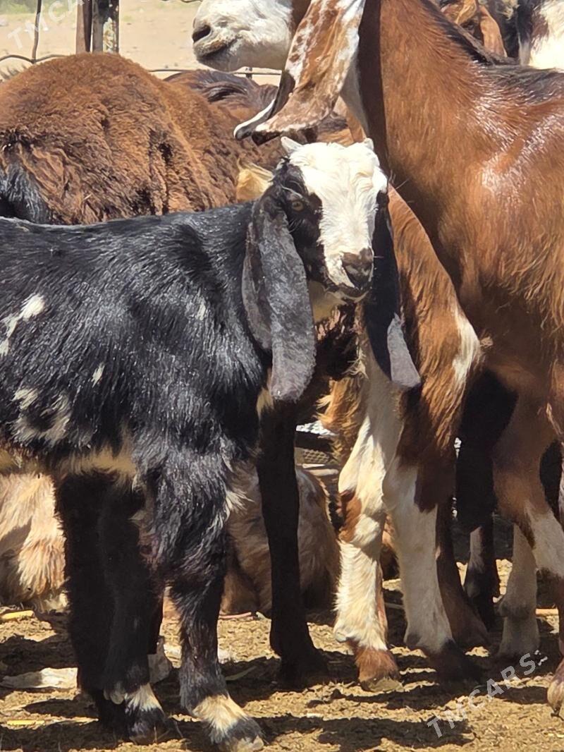 Pakistan teke - Aşgabat - img 3