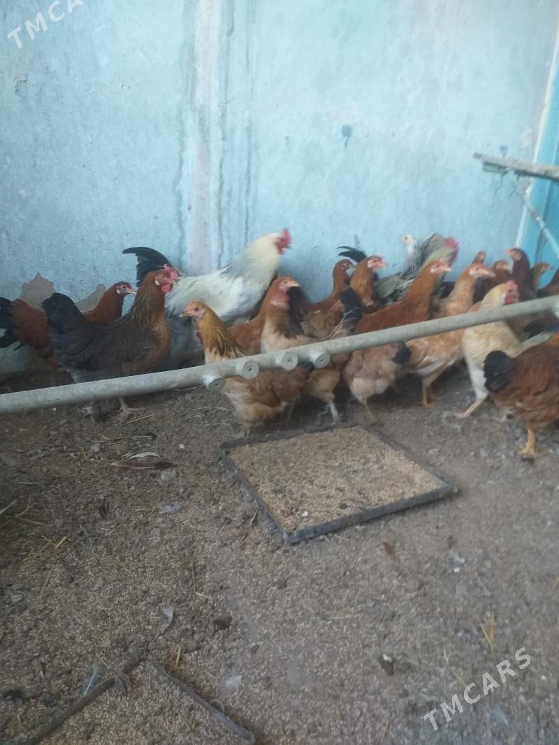 Towuk - Tejen - img 5