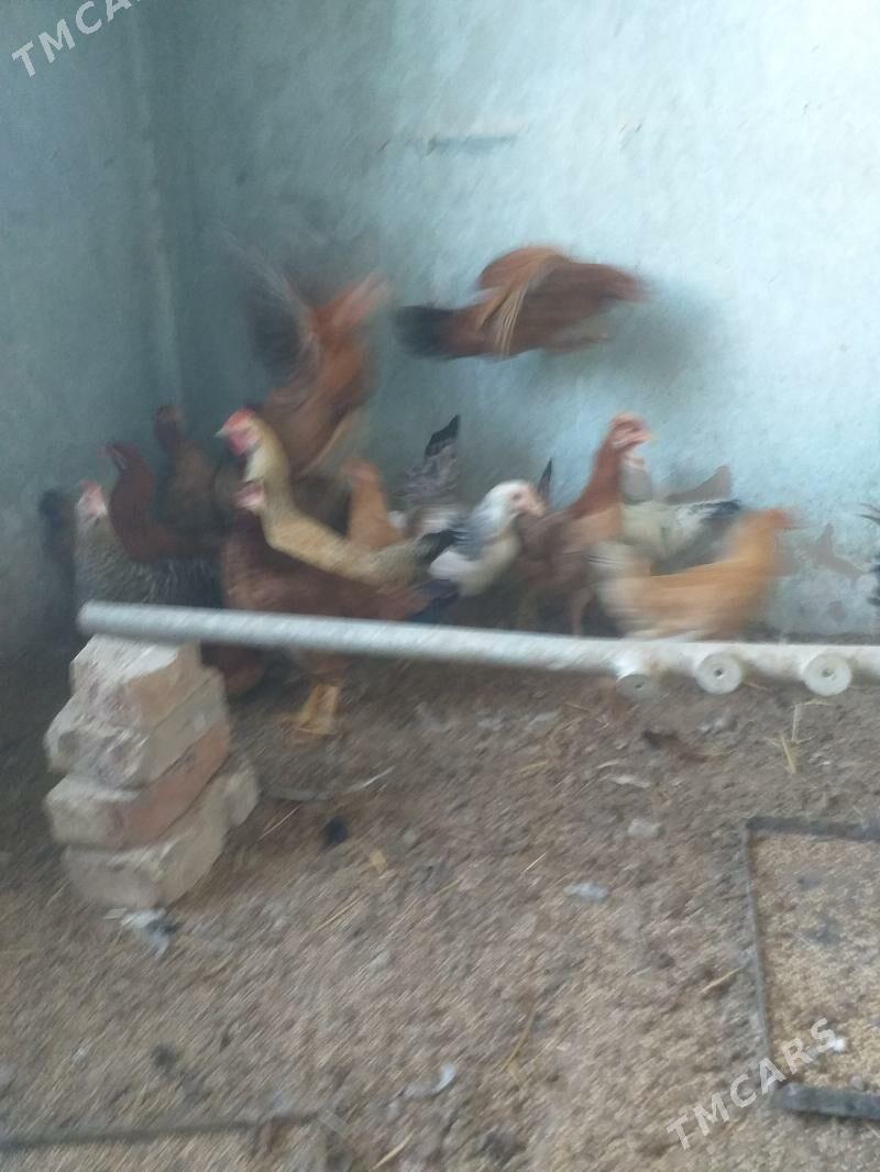 Towuk - Tejen - img 4