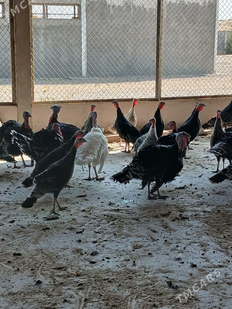 Induk - Änew - img 1