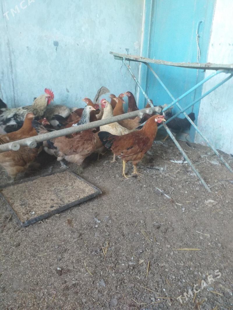 Towuk - Tejen - img 6