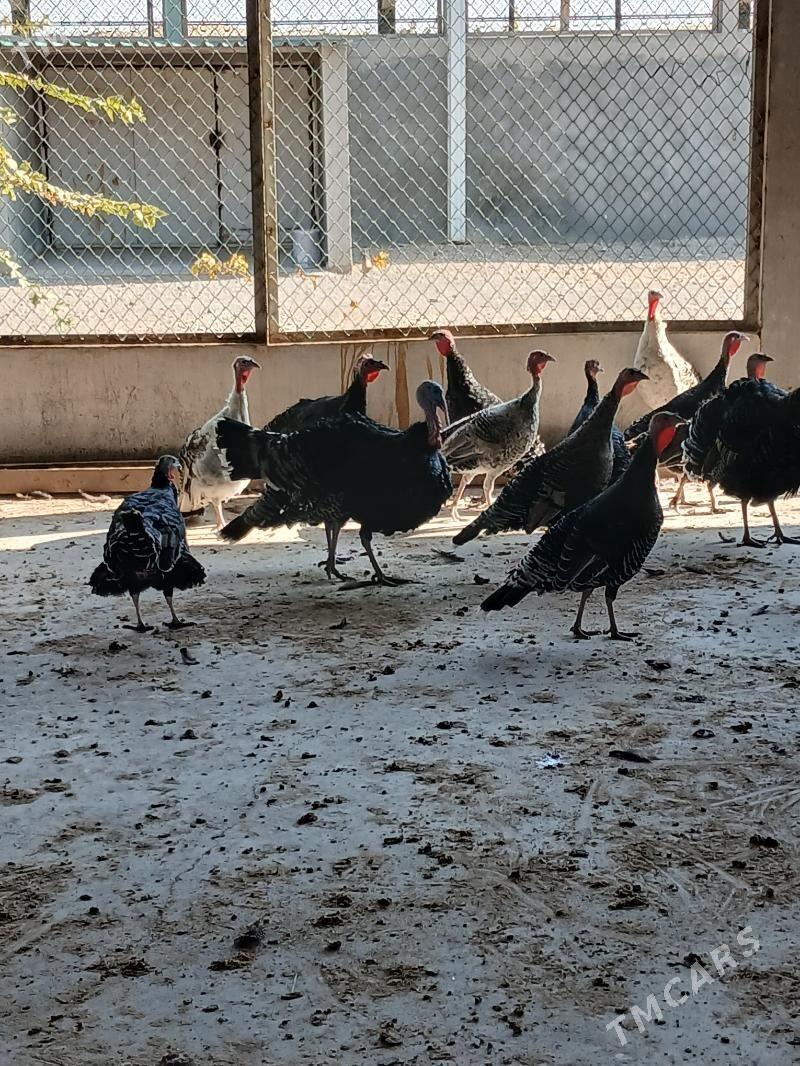 Induk - Änew - img 3