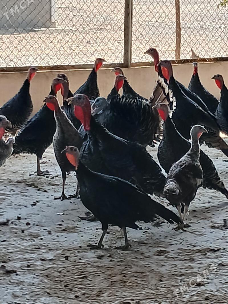 Induk - Änew - img 2