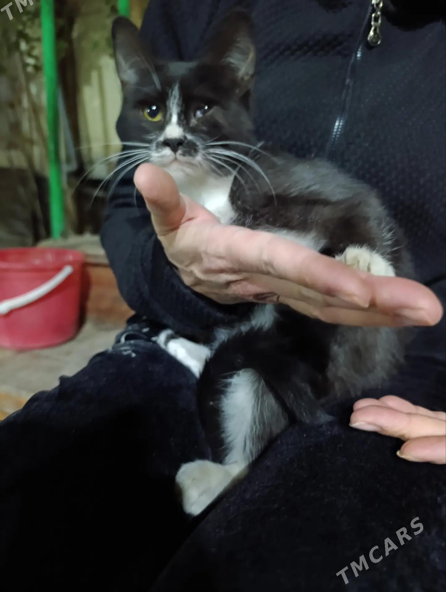 котята девочки - Ашхабад - img 4