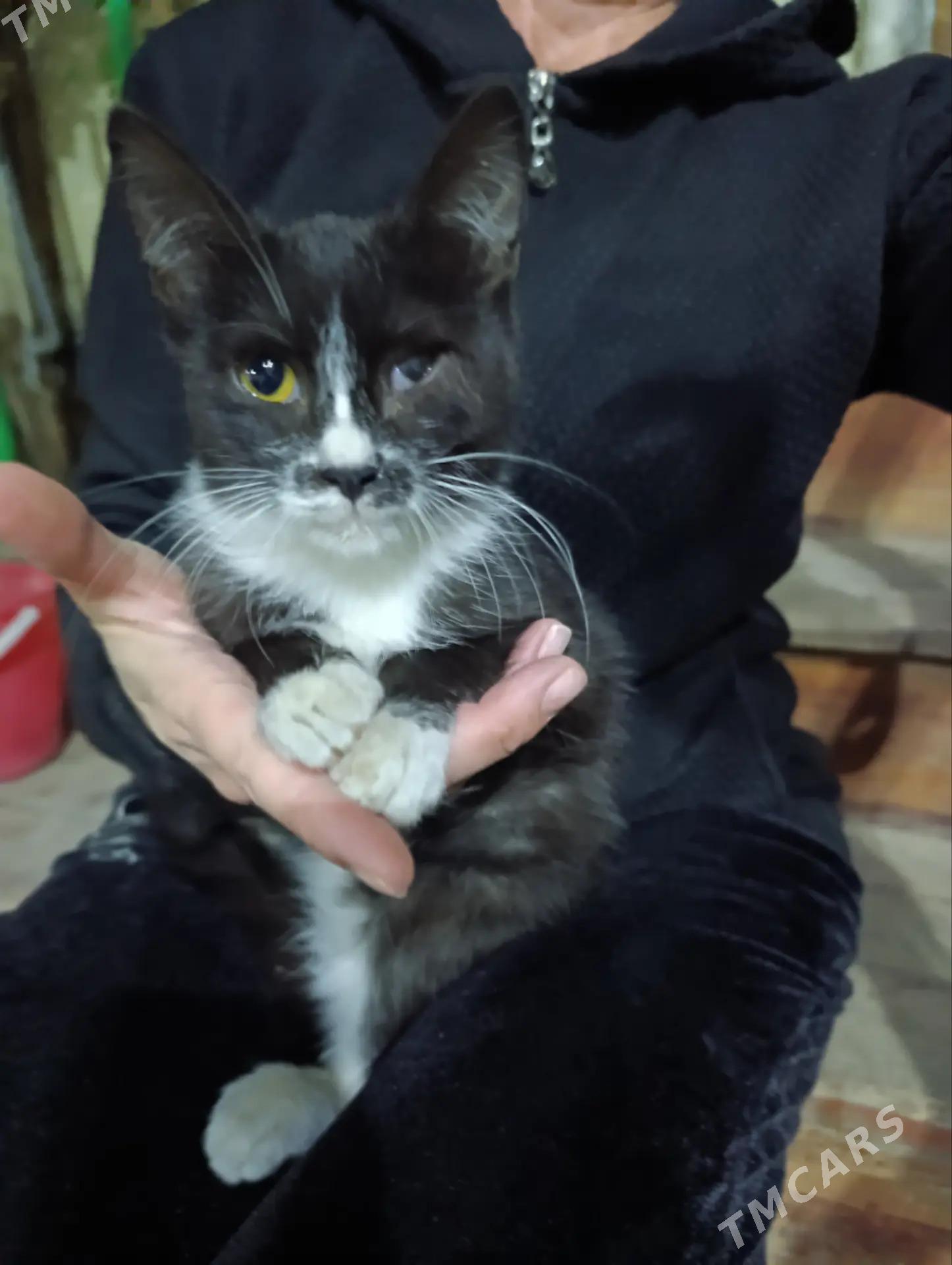 котята девочки - Ашхабад - img 2