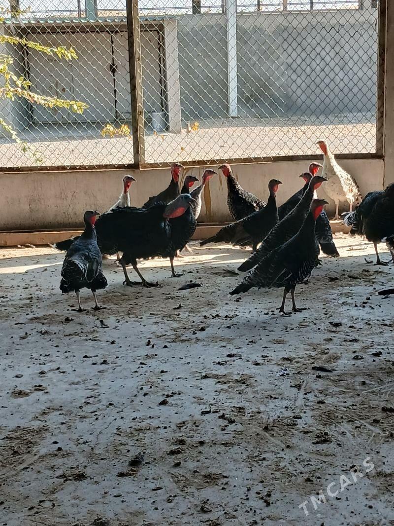 Induk - Änew - img 4