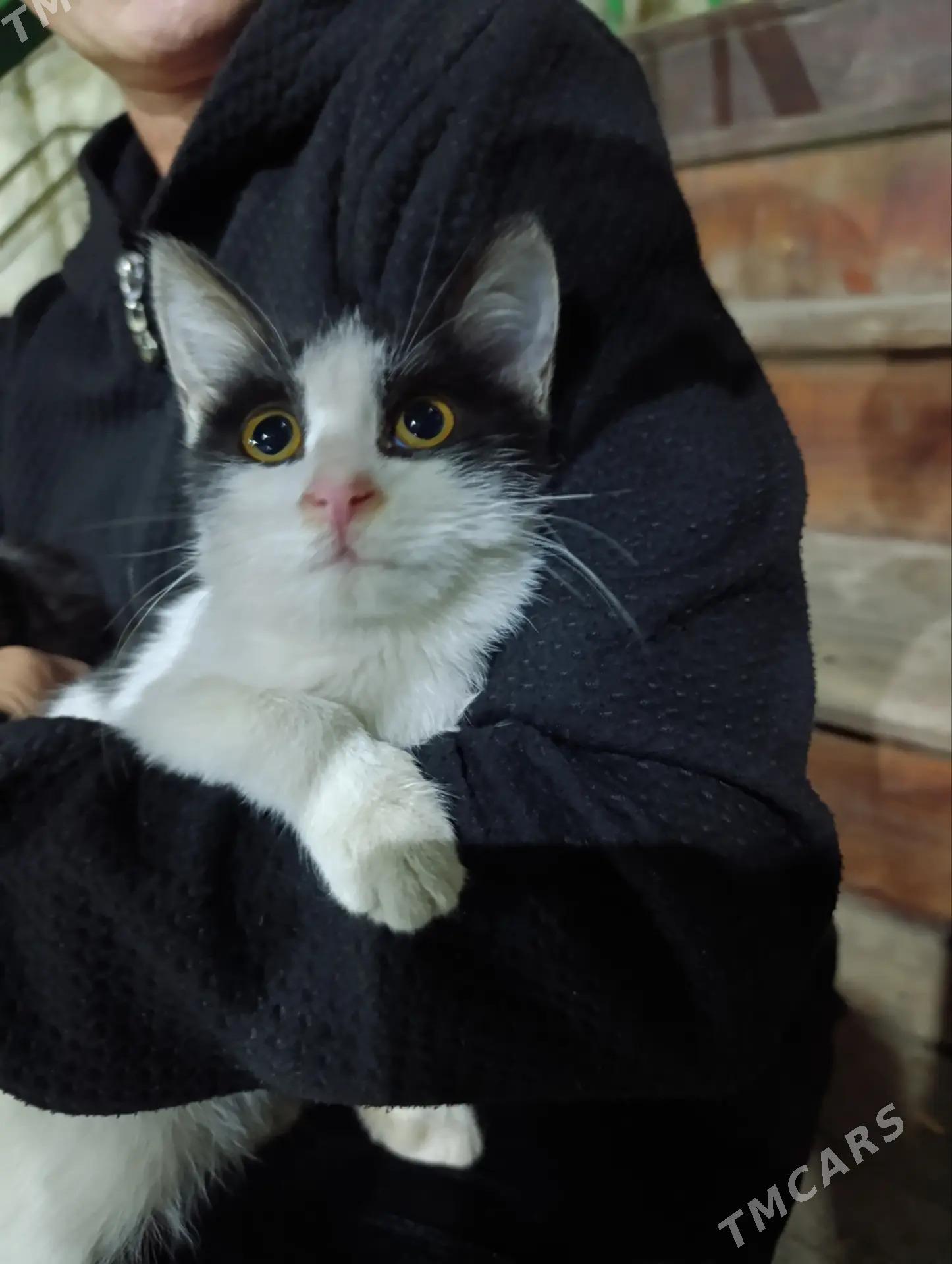 котята девочки - Ашхабад - img 3