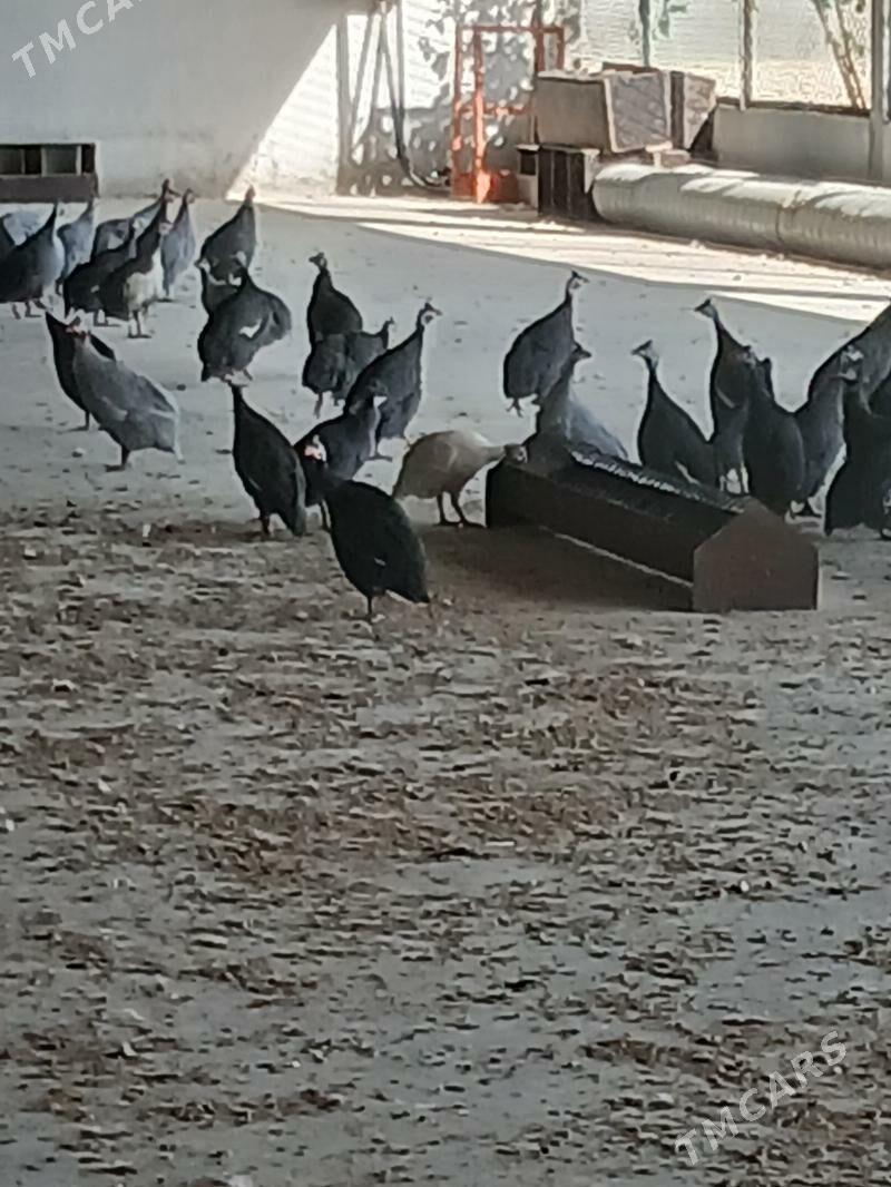 Cisarka Kakilik - Анев - img 4