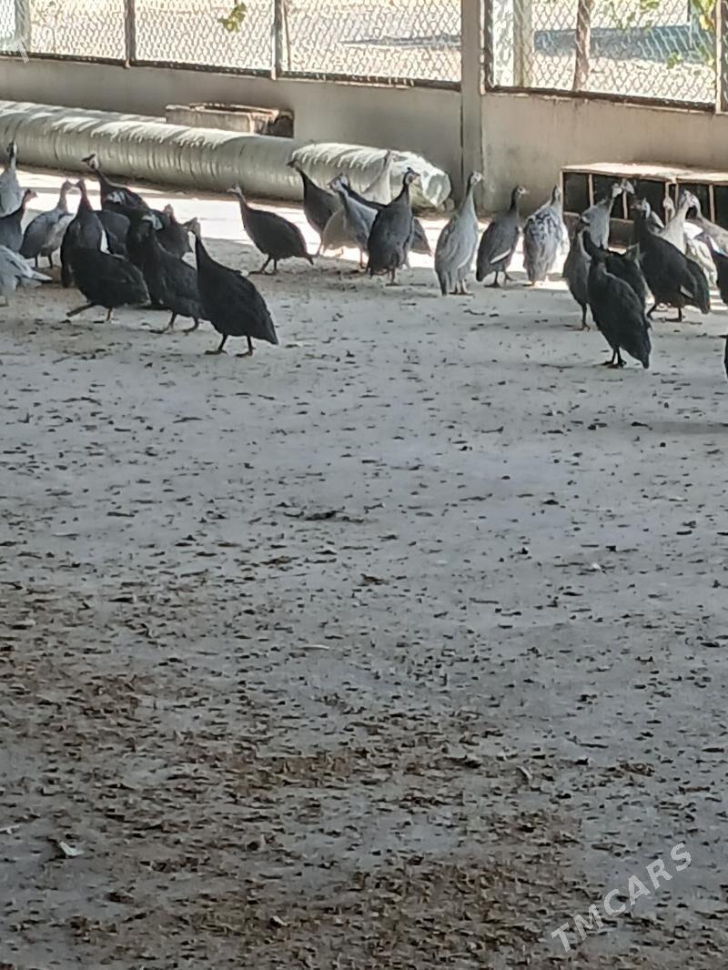 Cisarka Kakilik - Анев - img 3