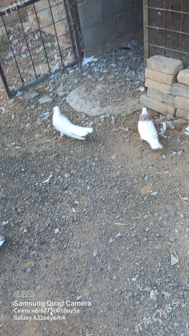 kepderi - Çoganly - img 3