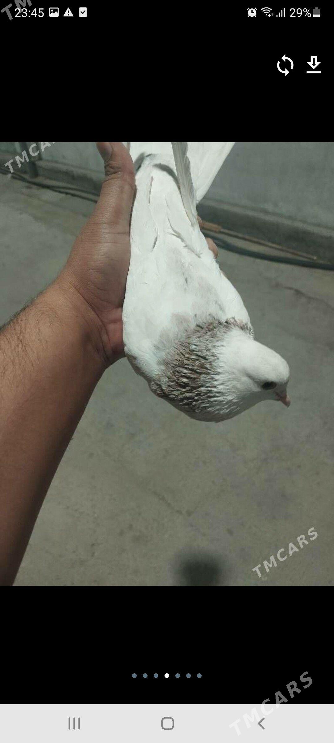 kepderi - Çoganly - img 2