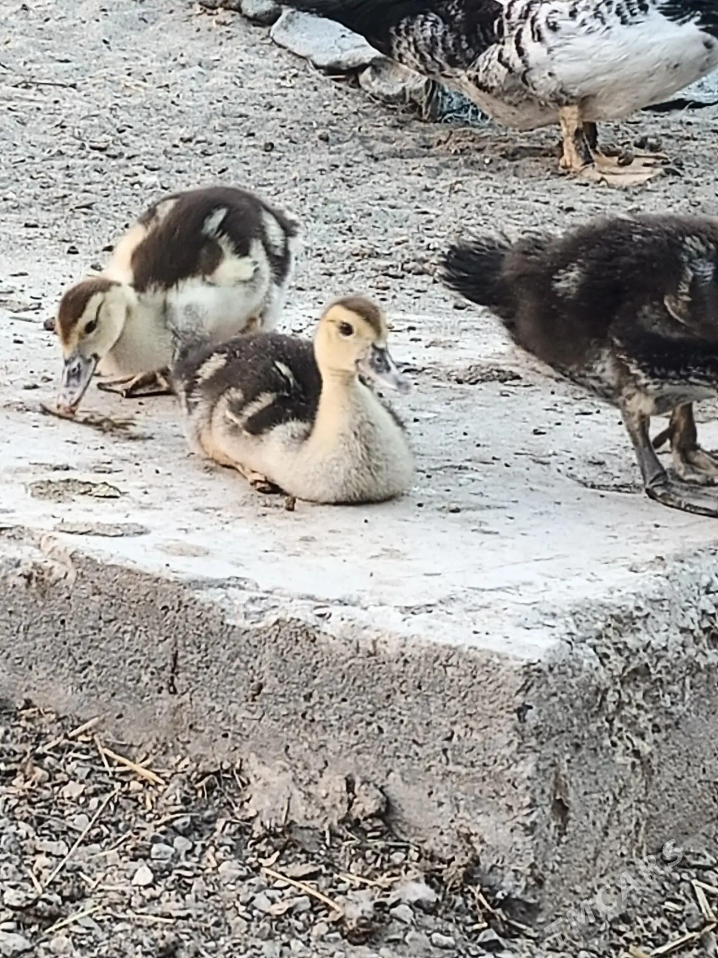 muskus jujeler - Çärjew - img 3