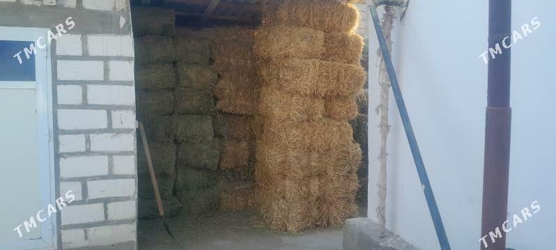 Saman - Гызыларбат - img 2