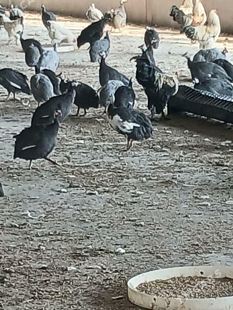 Cisarka Kakilik - Анев - img 1