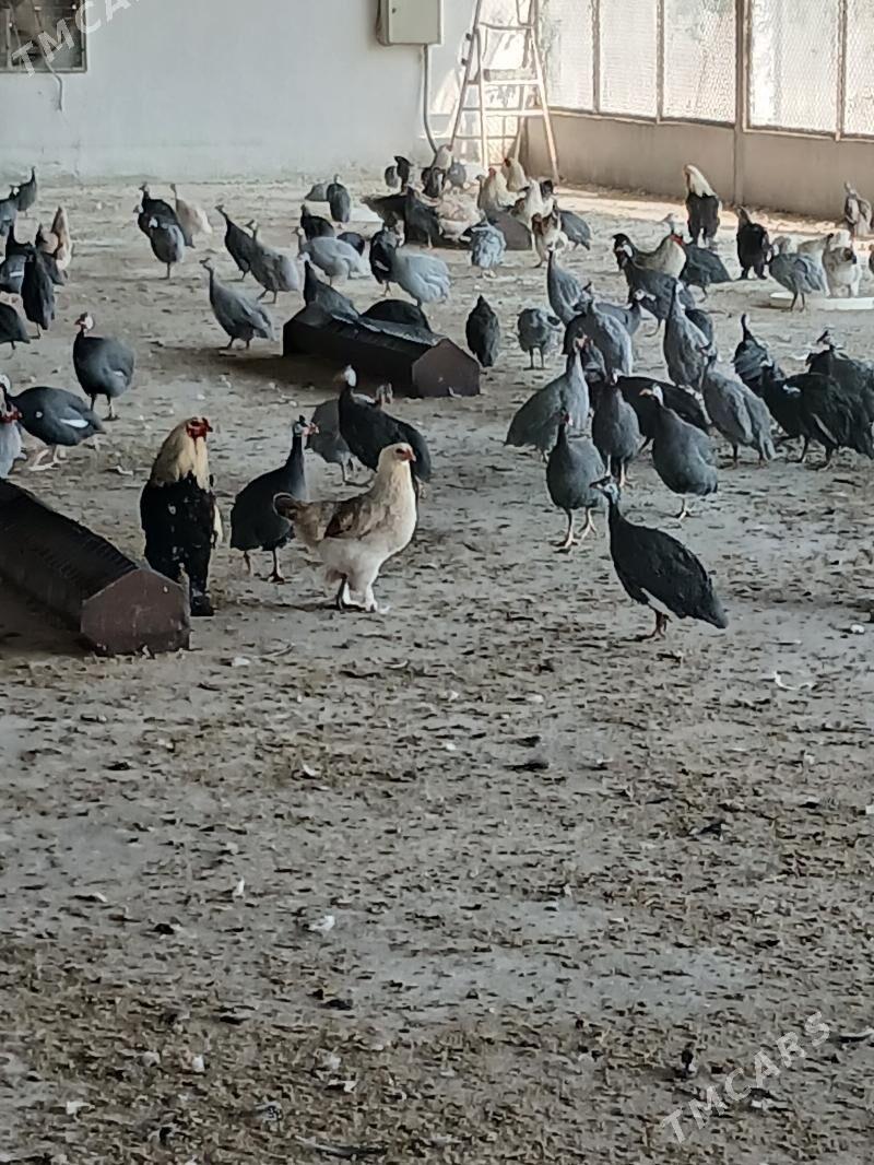 Cisarka Kakilik - Анев - img 2