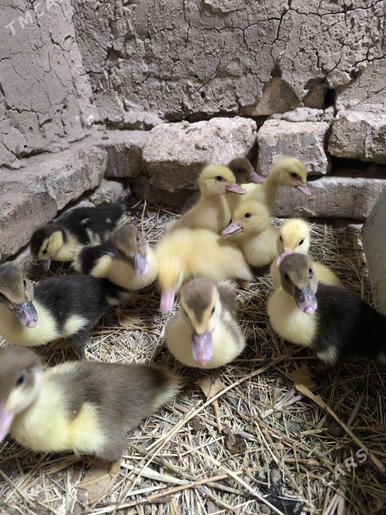 indautga juje - Baýramaly - img 3