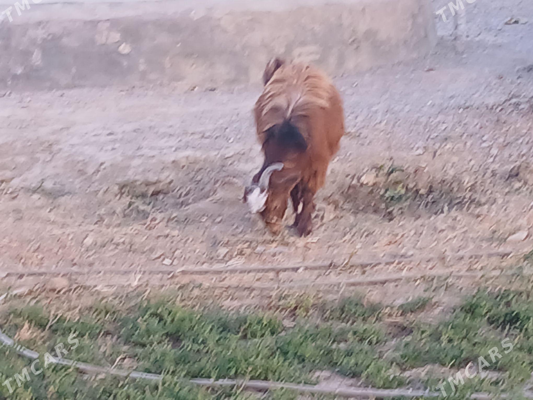 geci - Gökdepe - img 2