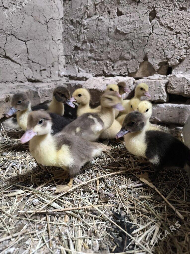 indautga juje - Baýramaly - img 4