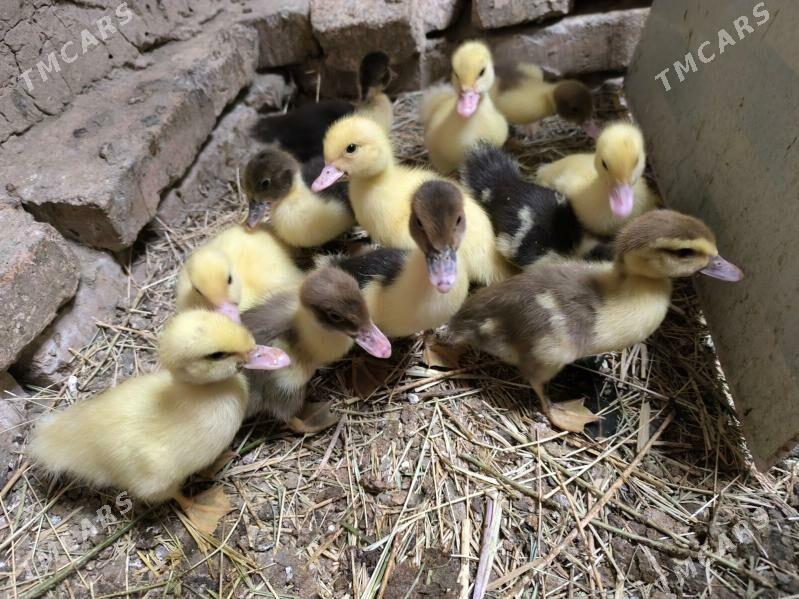 indautga juje - Baýramaly - img 2