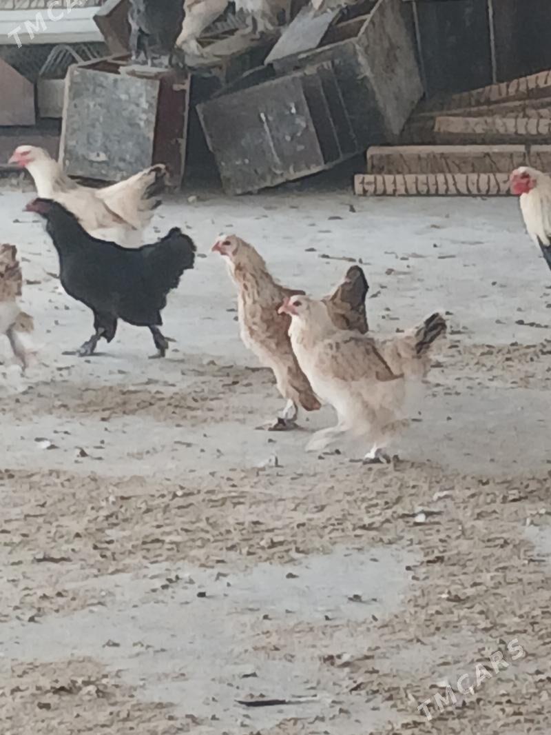 Barama towukn - Ak bugdaý etraby - img 1