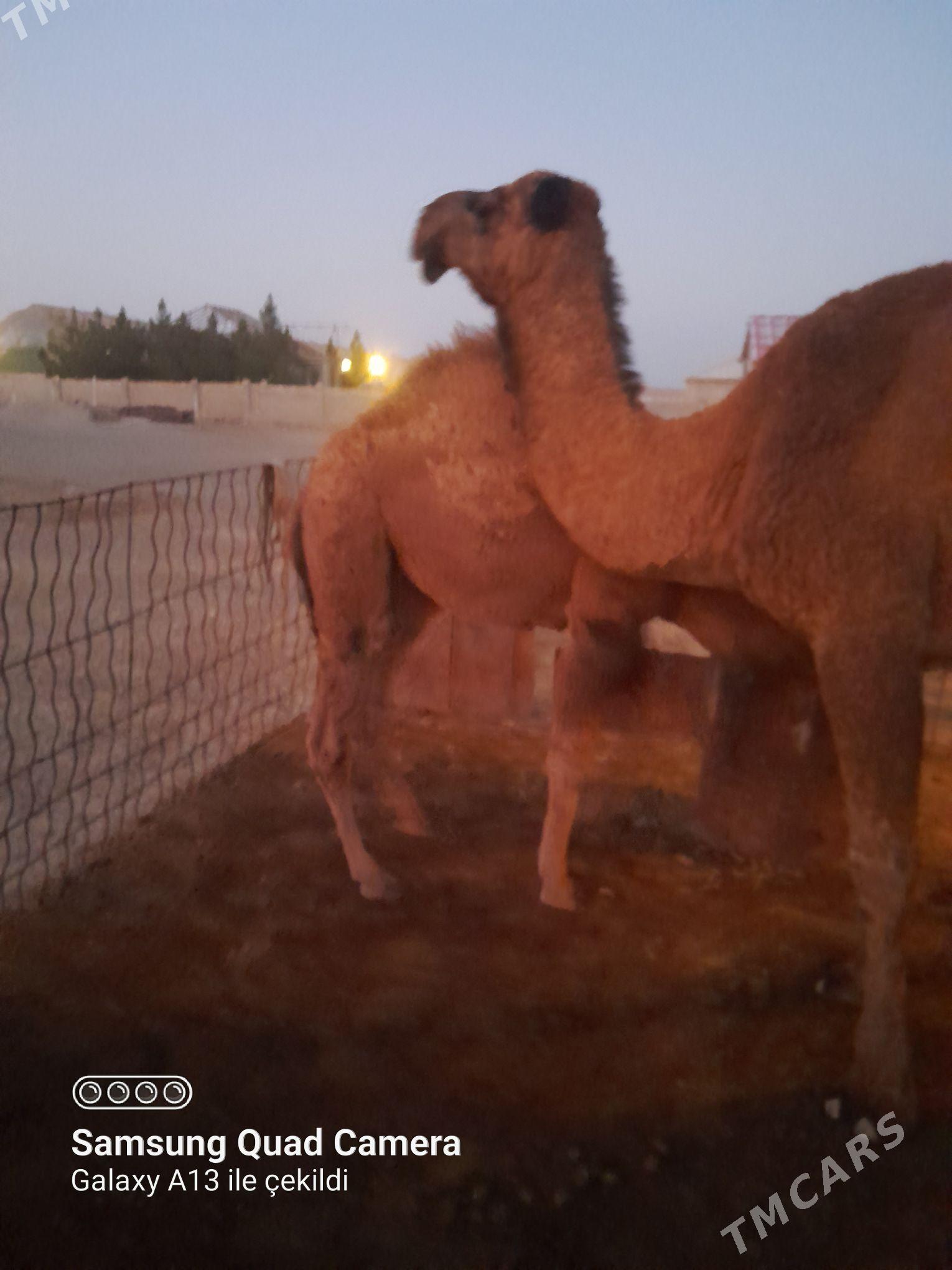 Düýe - Bereket - img 2