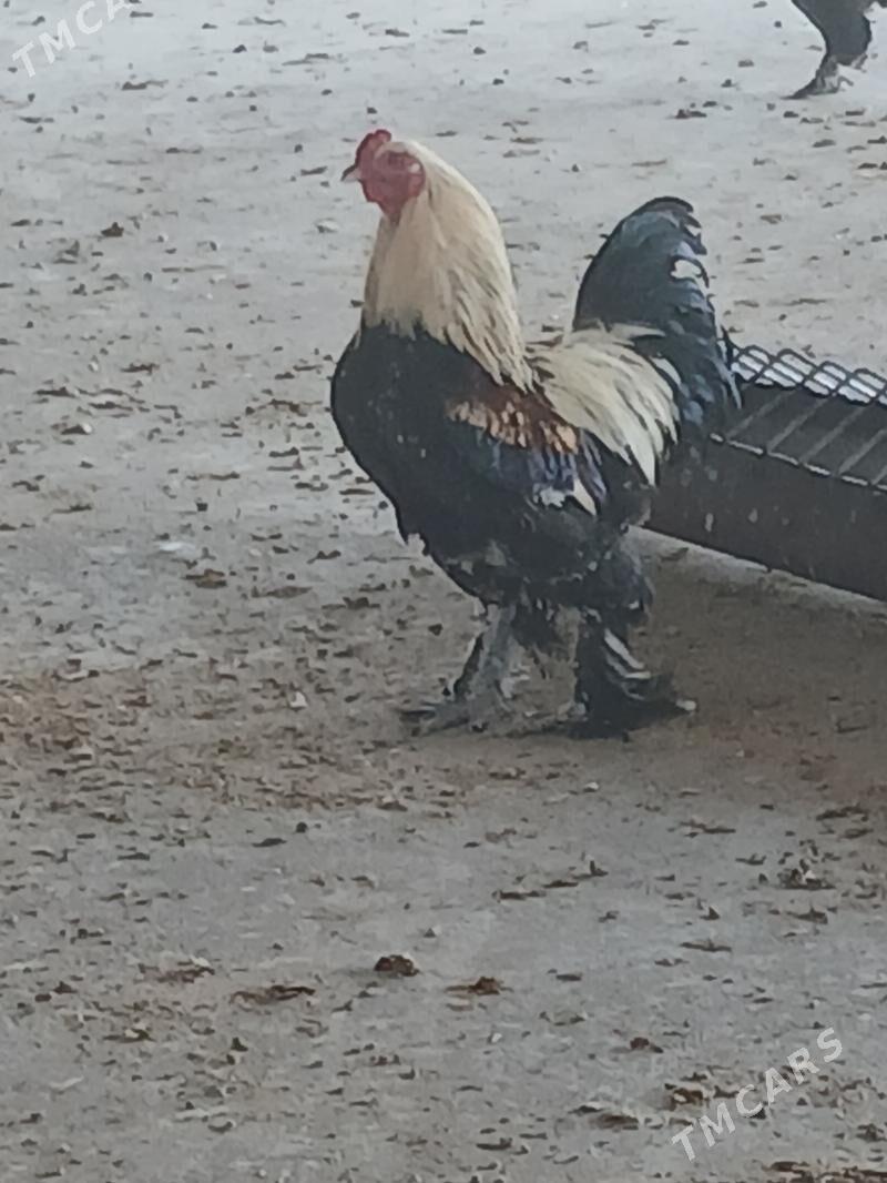 Barama towukn - Ak bugdaý etraby - img 2