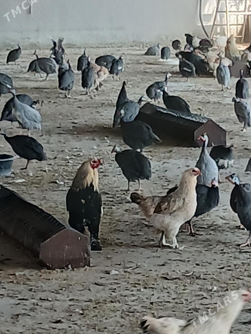 Barama towukn - Ak bugdaý etraby - img 3