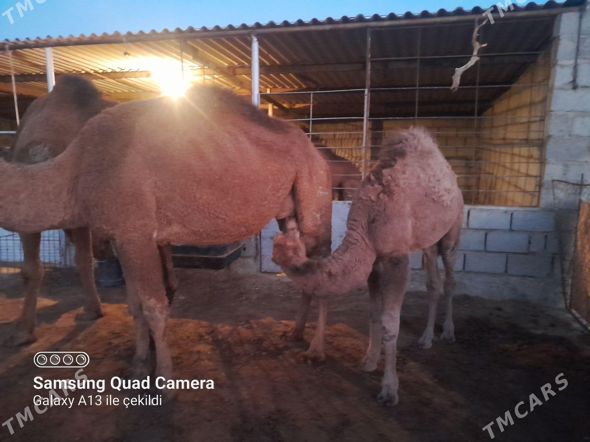 Düýe - Bereket - img 1