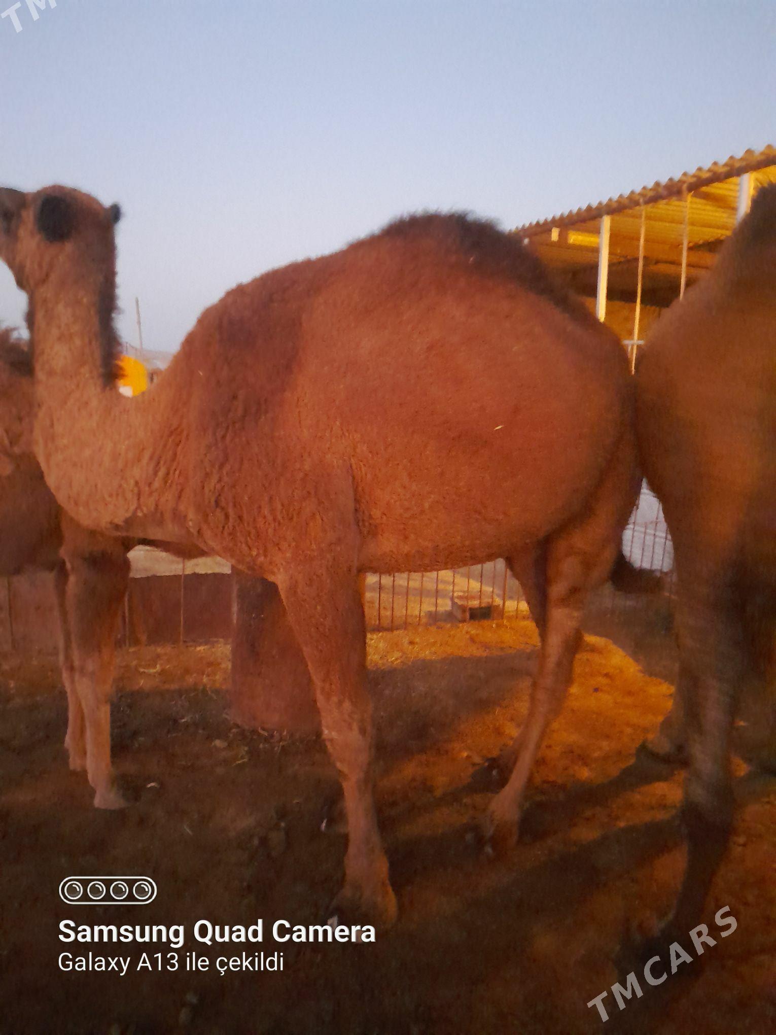 Düýe - Bereket - img 3