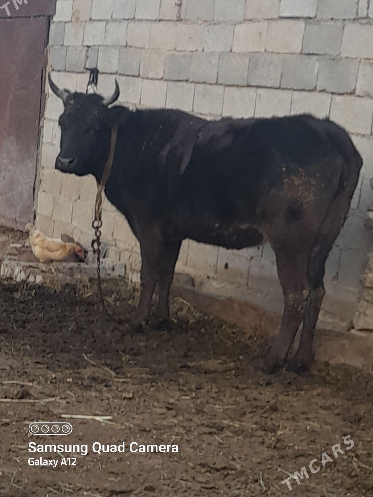 Sygyr - Bäherden - img 2