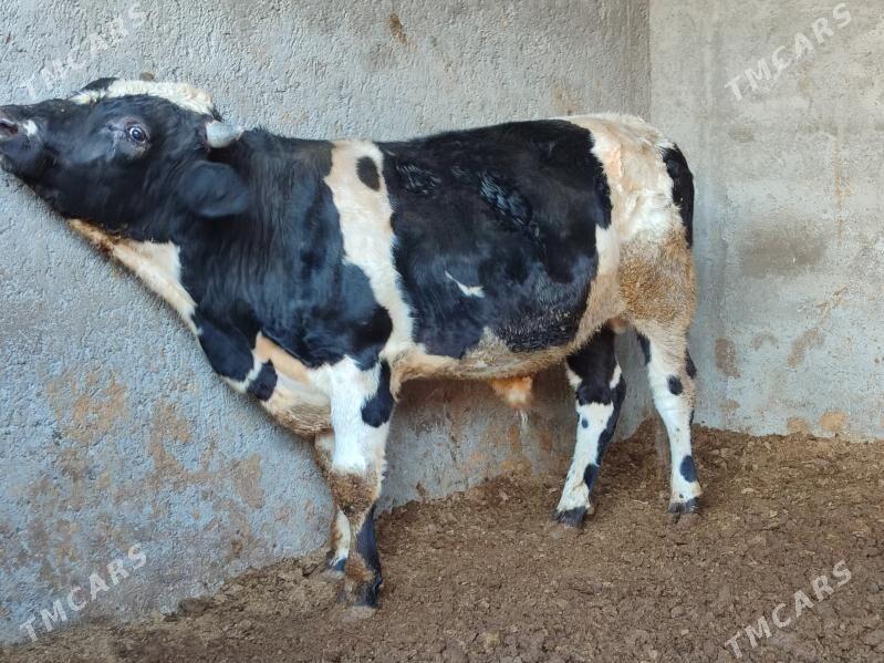 3 Окуз черный пёстро - Туркменабат - img 1