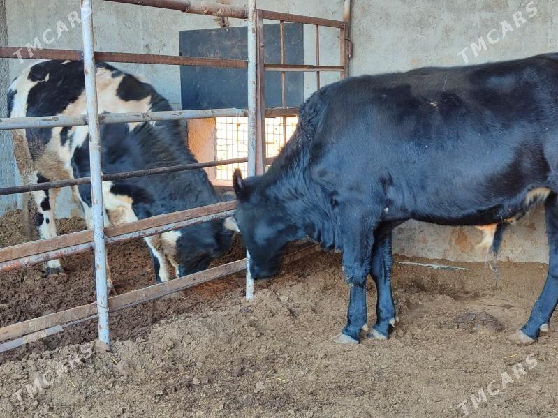 3 Окуз черный пёстро - Туркменабат - img 10