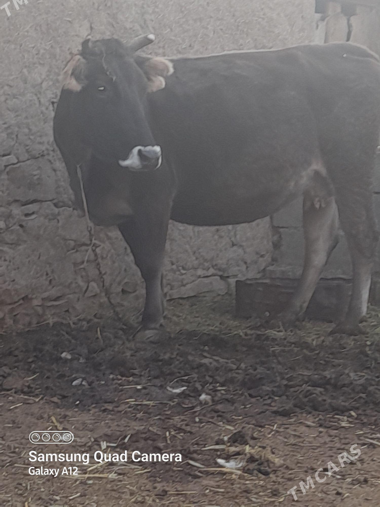 Sygyr - Bäherden - img 4