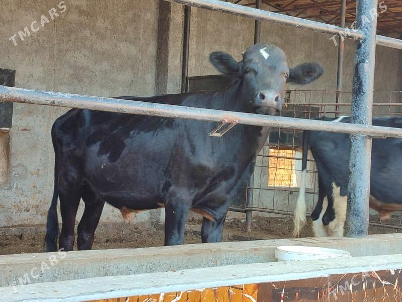 3 Окуз черный пёстро - Туркменабат - img 8