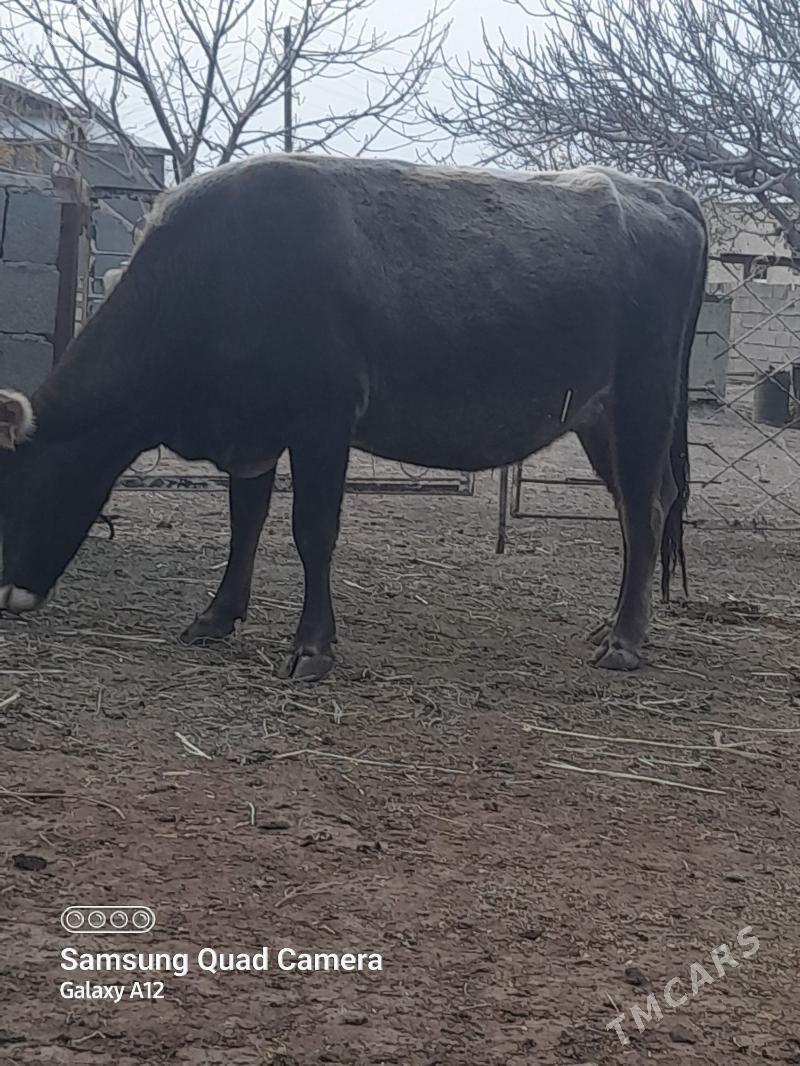 Sygyr - Bäherden - img 3