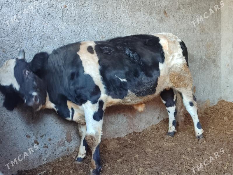 3 Окуз черный пёстро - Туркменабат - img 2