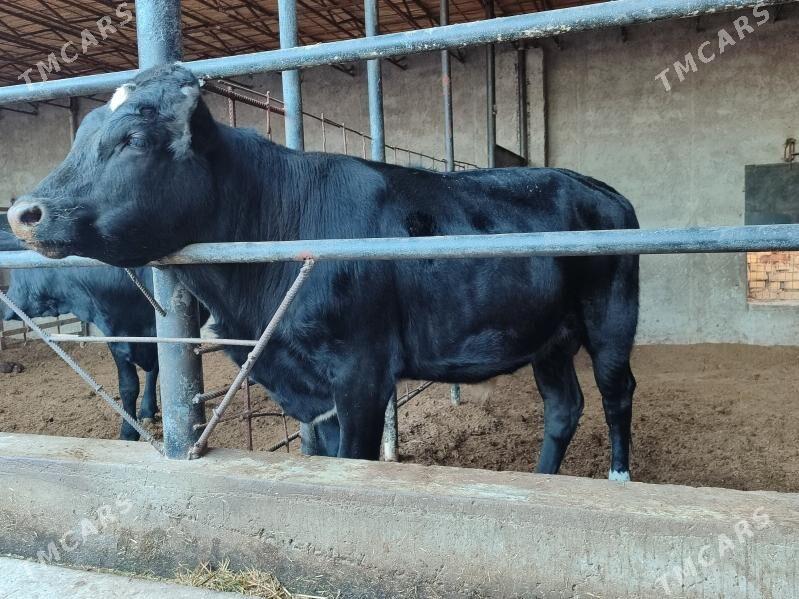 3 Окуз черный пёстро - Туркменабат - img 5