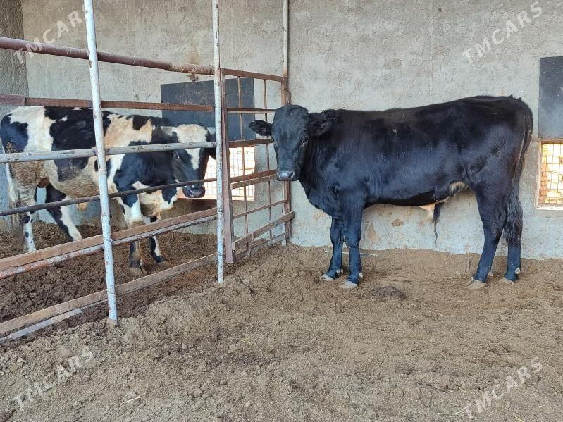 3 Окуз черный пёстро - Туркменабат - img 9