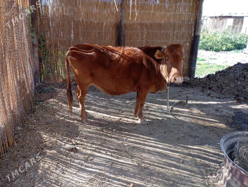 sygyr - Mary - img 2