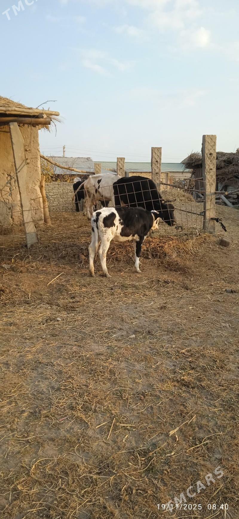 saglyk sygyrlar - Dänew - img 7