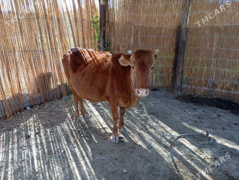 sygyr - Mary - img 3