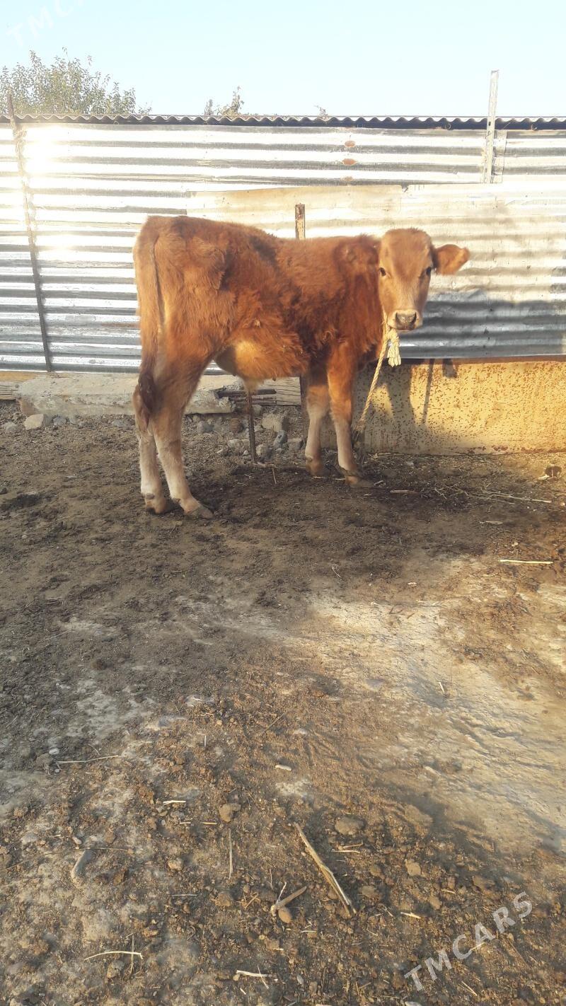 okuz - Гёкдепе - img 1