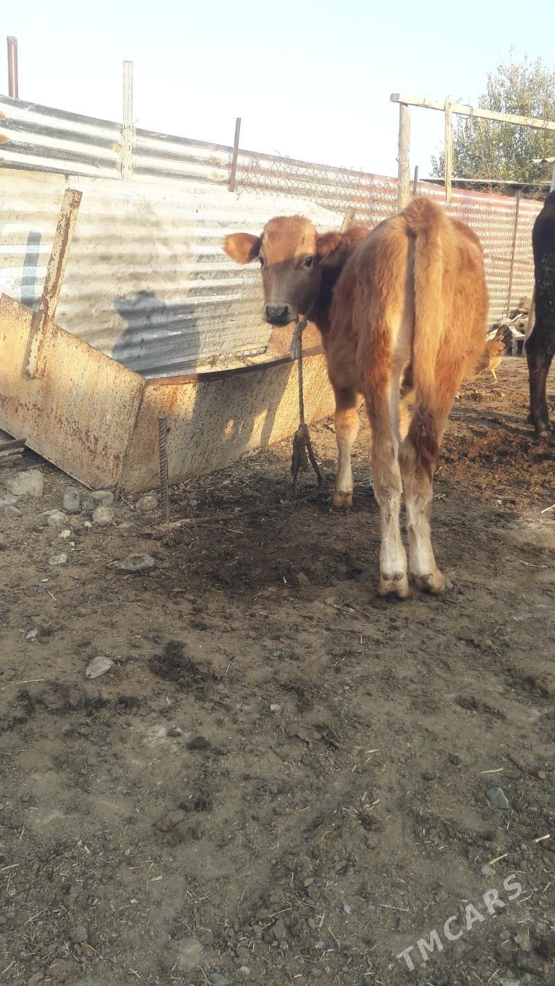 okuz - Гёкдепе - img 3