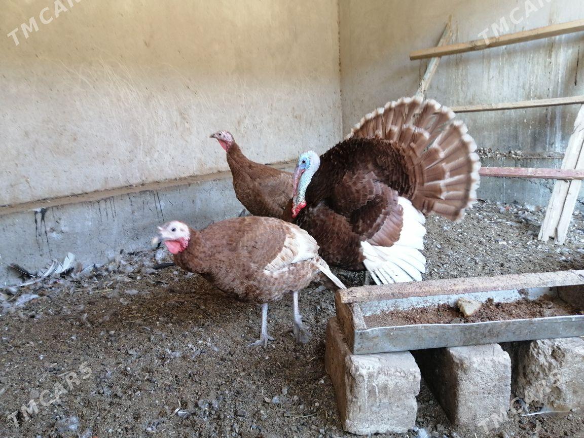 Induk - Türkmenabat - img 1